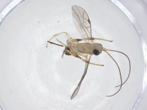  ( - CBG-B13634-F04)  @11 [ ] CreativeCommons - Attribution Share - Alike (2025) Centre for Biodiversity Genomics Centre for Biodiversity Genomics