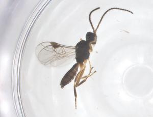  ( - CBG-B13656-H02)  @11 [ ] CreativeCommons - Attribution Share - Alike (2025) Centre for Biodiversity Genomics Centre for Biodiversity Genomics