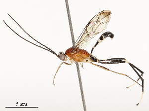  ( - CBG-B13774-C06)  @11 [ ] CreativeCommons - Attribution Share - Alike (2025) CBG Photography Group Centre for Biodiversity Genomics