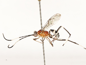  ( - CBG-B13775-G07)  @11 [ ] CreativeCommons - Attribution Share - Alike (2025) CBG Photography Group Centre for Biodiversity Genomics