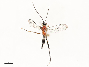  ( - CBG-B13779-B06)  @11 [ ] CreativeCommons - Attribution Share - Alike (2025) CBG Photography Group Centre for Biodiversity Genomics