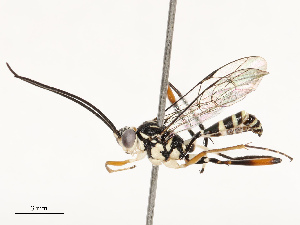  ( - CBG-B13779-B07)  @11 [ ] CreativeCommons - Attribution Share - Alike (2025) CBG Photography Group Centre for Biodiversity Genomics