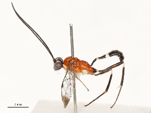  ( - CBG-B13779-C12)  @11 [ ] CreativeCommons - Attribution Share - Alike (2025) CBG Photography Group Centre for Biodiversity Genomics