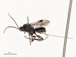  ( - CBG-B13889-F12)  @11 [ ] CreativeCommons - Attribution Share - Alike (2025) CBG Photography Group Centre for Biodiversity Genomics