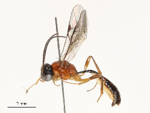  ( - CBG-B13889-H06)  @11 [ ] CreativeCommons - Attribution Share - Alike (2025) CBG Photography Group Centre for Biodiversity Genomics