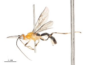  ( - CBG-B13905-C10)  @11 [ ] CreativeCommons - Attribution Share - Alike (2025) CBG Photography Group Centre for Biodiversity Genomics