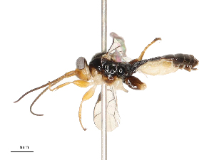  ( - CBG-B13905-D03)  @11 [ ] CreativeCommons - Attribution Share - Alike (2025) CBG Photography Group Centre for Biodiversity Genomics