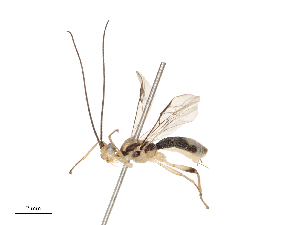  (Aleiodes Malaise3905 - CBG-B13905-E04)  @11 [ ] CreativeCommons - Attribution Share - Alike (2025) CBG Photography Group Centre for Biodiversity Genomics