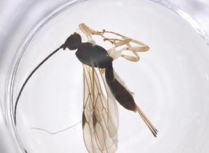  ( - CBG-B13967-H09)  @11 [ ] CreativeCommons - Attribution Share - Alike (2025) Centre for Biodiversity Genomics Centre for Biodiversity Genomics