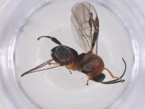  ( - CBG-B14464-C06)  @11 [ ] CreativeCommons - Attribution Share - Alike (2025) Centre for Biodiversity Genomics Centre for Biodiversity Genomics