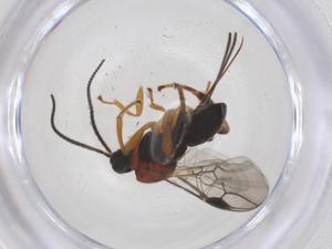  ( - CBG-B14465-F02)  @11 [ ] CreativeCommons - Attribution Share - Alike (2025) Centre for Biodiversity Genomics Centre for Biodiversity Genomics