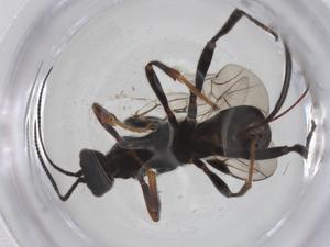  (Nealiolus Malaise3056 - CBG-B14491-F03)  @11 [ ] CreativeCommons - Attribution Share - Alike (2025) Centre for Biodiversity Genomics Centre for Biodiversity Genomics