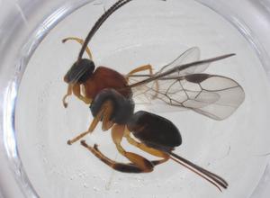  ( - CBG-B14491-G04)  @11 [ ] CreativeCommons - Attribution Share - Alike (2025) Centre for Biodiversity Genomics Centre for Biodiversity Genomics