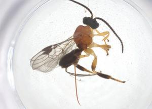  ( - CBG-B14517-D01)  @11 [ ] CreativeCommons - Attribution Share - Alike (2025) Centre for Biodiversity Genomics Centre for Biodiversity Genomics