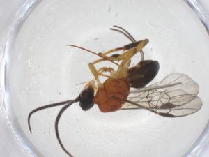  ( - CBG-B14517-E09)  @11 [ ] CreativeCommons - Attribution Share - Alike (2025) Centre for Biodiversity Genomics Centre for Biodiversity Genomics