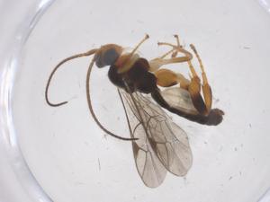  ( - CBG-B14982-C11)  @11 [ ] CreativeCommons - Attribution Share - Alike (2025) Centre for Biodiversity Genomics Centre for Biodiversity Genomics