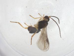  (Choreborogas Malaise4202 - CBG-B14983-B12)  @11 [ ] CreativeCommons - Attribution Share - Alike (2025) Centre for Biodiversity Genomics Centre for Biodiversity Genomics