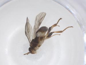  ( - CBG-B14999-B04)  @11 [ ] CreativeCommons - Attribution Share - Alike (2025) Centre for Biodiversity Genomics Centre for Biodiversity Genomics