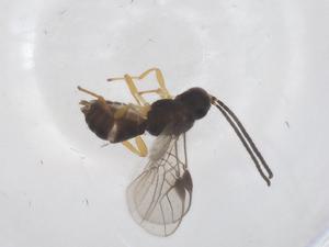  (Opius Malaise5221 - CBG-B15221-C10)  @11 [ ] CreativeCommons - Attribution Share - Alike (2025) Centre for Biodiversity Genomics Centre for Biodiversity Genomics