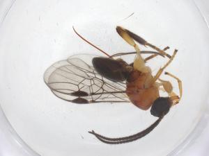  ( - CBG-B15379-C01)  @11 [ ] CreativeCommons - Attribution Share - Alike (2025) Centre for Biodiversity Genomics Centre for Biodiversity Genomics