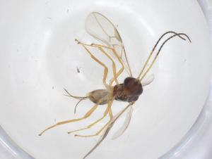  ( - CBG-B16697-D02)  @11 [ ] CreativeCommons - Attribution Share - Alike (2025) Centre for Biodiversity Genomics Centre for Biodiversity Genomics