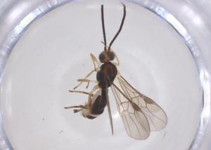  ( - CBG-B16809-E04)  @11 [ ] CreativeCommons - Attribution Share - Alike (2025) Centre for Biodiversity Genomics Centre for Biodiversity Genomics