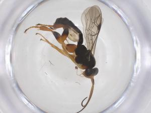  ( - CBG-B16810-C07)  @11 [ ] CreativeCommons - Attribution Share - Alike (2025) Centre for Biodiversity Genomics Centre for Biodiversity Genomics