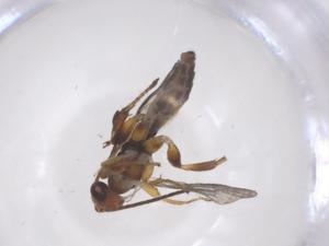  ( - CBG-B16813-B02)  @11 [ ] CreativeCommons - Attribution Share - Alike (2025) Centre for Biodiversity Genomics Centre for Biodiversity Genomics