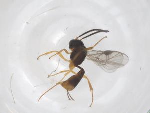  ( - CBG-B16829-E08)  @11 [ ] CreativeCommons - Attribution Share - Alike (2025) Centre for Biodiversity Genomics Centre for Biodiversity Genomics