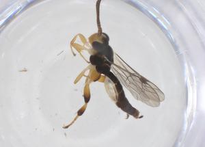  ( - CBG-B16841-C06)  @11 [ ] CreativeCommons - Attribution Share - Alike (2025) Centre for Biodiversity Genomics Centre for Biodiversity Genomics