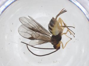  (Bracon Malaise2827 - CBG-B16844-F08)  @11 [ ] CreativeCommons - Attribution Share - Alike (2025) Centre for Biodiversity Genomics Centre for Biodiversity Genomics