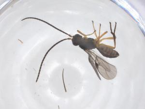  ( - CBG-B16846-D06)  @11 [ ] CreativeCommons - Attribution Share - Alike (2025) Centre for Biodiversity Genomics Centre for Biodiversity Genomics