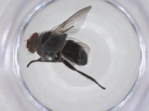  ( - CBG-A66264-E09)  @11 [ ] CreativeCommons - Attribution Share - Alike (2025) Centre for Biodiversity Genomics Centre for Biodiversity Genomics