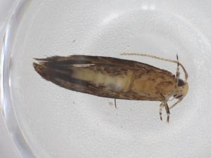  (gelMalaise01 Malaise1195 - CBG-A66271-E07)  @11 [ ] CreativeCommons - Attribution Share - Alike (2025) Centre for Biodiversity Genomics Centre for Biodiversity Genomics