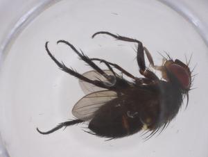  ( - CBG-A66272-C07)  @11 [ ] CreativeCommons - Attribution Share - Alike (2025) Centre for Biodiversity Genomics Centre for Biodiversity Genomics