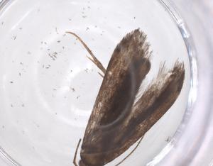  (gelMalaise01 malaise1320 - CBG-A66272-H01)  @11 [ ] CreativeCommons - Attribution Share - Alike (2025) Centre for Biodiversity Genomics Centre for Biodiversity Genomics