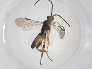  ( - CBG-A66499-A03)  @11 [ ] CreativeCommons - Attribution Share - Alike (2025) Centre for Biodiversity Genomics Centre for Biodiversity Genomics