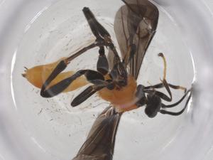  ( - CBG-A66499-F03)  @11 [ ] CreativeCommons - Attribution Share - Alike (2025) Centre for Biodiversity Genomics Centre for Biodiversity Genomics