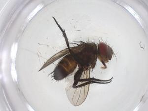  (Actia Malaise5273 - CBG-A66503-G02)  @11 [ ] CreativeCommons - Attribution Share - Alike (2025) Centre for Biodiversity Genomics Centre for Biodiversity Genomics