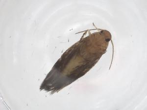  ( - CBG-A66509-G12)  @11 [ ] CreativeCommons - Attribution Share - Alike (2025) Centre for Biodiversity Genomics Centre for Biodiversity Genomics