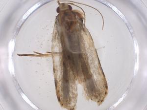  ( - CBG-A66517-G04)  @11 [ ] CreativeCommons - Attribution Share - Alike (2025) Centre for Biodiversity Genomics Centre for Biodiversity Genomics