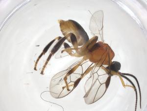  ( - CBG-A66523-H03)  @11 [ ] CreativeCommons - Attribution Share - Alike (2025) Centre for Biodiversity Genomics Centre for Biodiversity Genomics