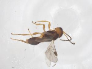  ( - CBG-A66531-F08)  @11 [ ] CreativeCommons - Attribution Share - Alike (2025) Centre for Biodiversity Genomics Centre for Biodiversity Genomics