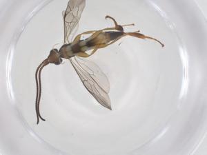  ( - CBG-A66679-B03)  @11 [ ] CreativeCommons - Attribution Share - Alike (2025) Centre for Biodiversity Genomics Centre for Biodiversity Genomics