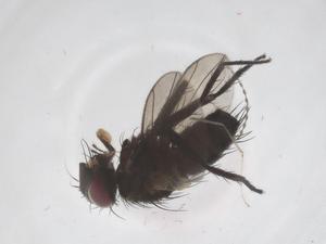  (Chaetostigmoptera malaise1786 - CBG-A66684-G12)  @11 [ ] CreativeCommons - Attribution Share - Alike (2025) Centre for Biodiversity Genomics Centre for Biodiversity Genomics