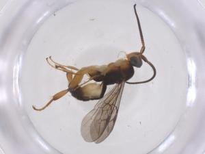  ( - CBG-A66692-B11)  @11 [ ] CreativeCommons - Attribution Share - Alike (2025) Centre for Biodiversity Genomics Centre for Biodiversity Genomics