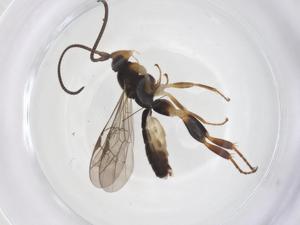  ( - CBG-A66695-A08)  @11 [ ] CreativeCommons - Attribution Share - Alike (2025) Centre for Biodiversity Genomics Centre for Biodiversity Genomics