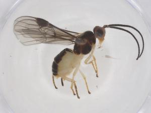  (Bracon Malaise3697 - CBG-A67271-B08)  @11 [ ] CreativeCommons - Attribution Share - Alike (2025) Centre for Biodiversity Genomics Centre for Biodiversity Genomics