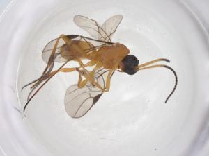  ( - CBG-A67272-A09)  @11 [ ] CreativeCommons - Attribution Share - Alike (2025) Centre for Biodiversity Genomics Centre for Biodiversity Genomics