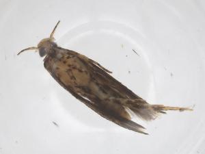  ( - CBG-A67286-G12)  @11 [ ] CreativeCommons - Attribution Share - Alike (2025) Centre for Biodiversity Genomics Centre for Biodiversity Genomics